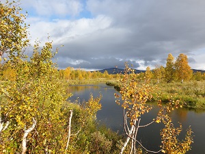 Bjurälven i norra Jämtland